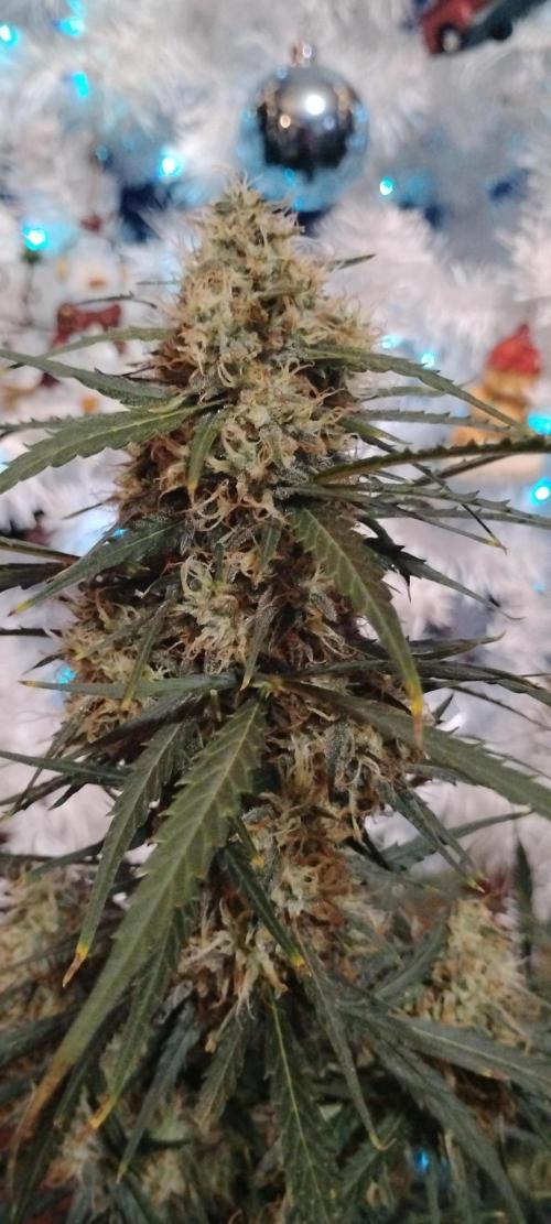 Mystery Seed 2. Week 8