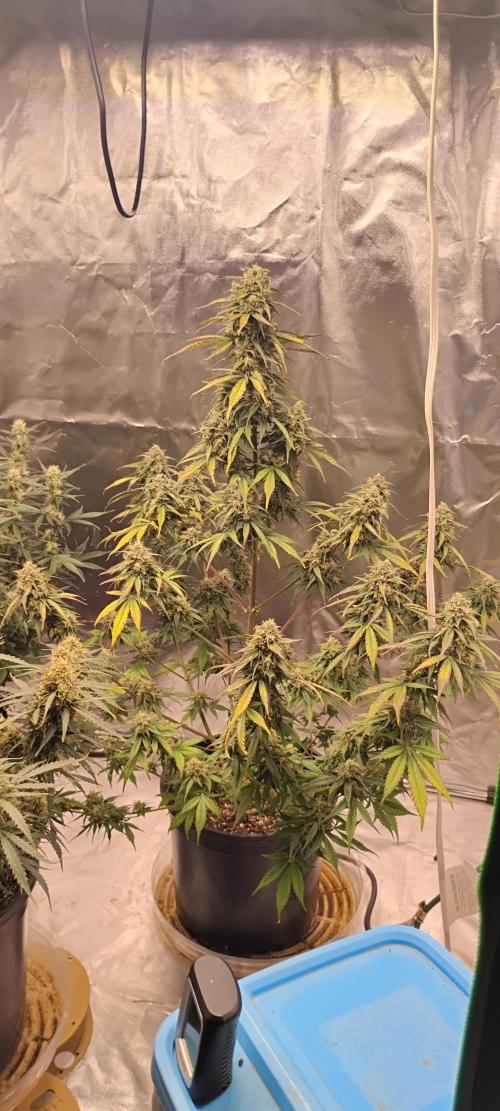 Strawberry Gorilla. Week 9