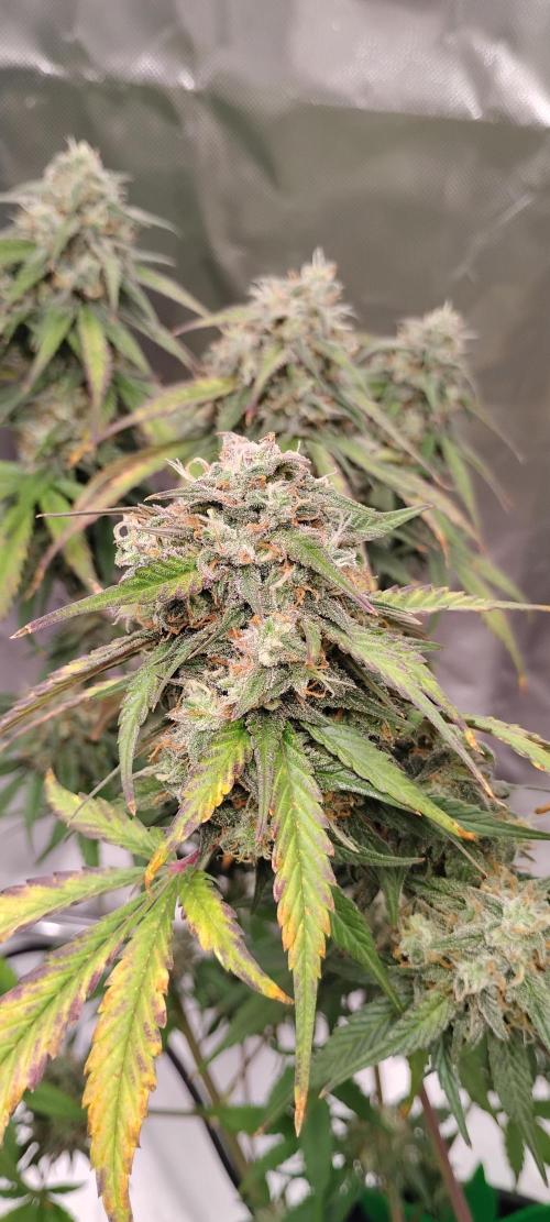 Strawberry Gorilla. Week 9