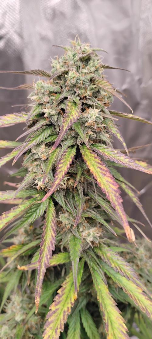 Strawberry Gorilla. Week 9