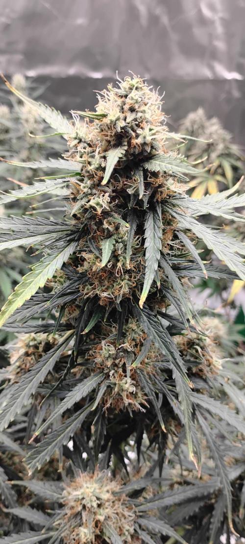 Mystery Seed 2. Week 9