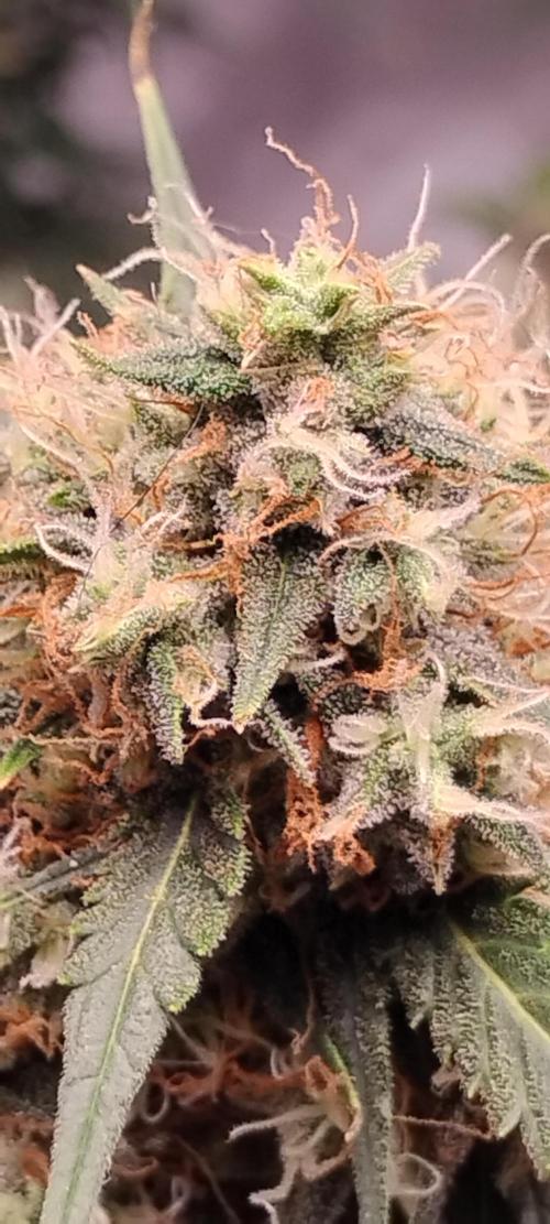 Mystery Seed 2. Week 9