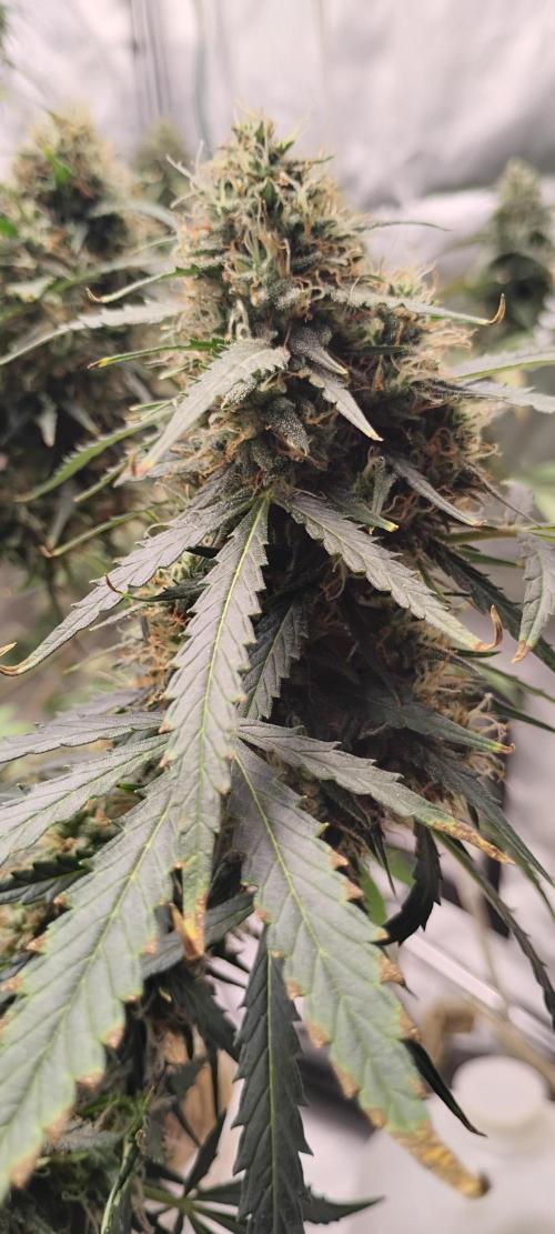 Mystery Seed 2. Week 9