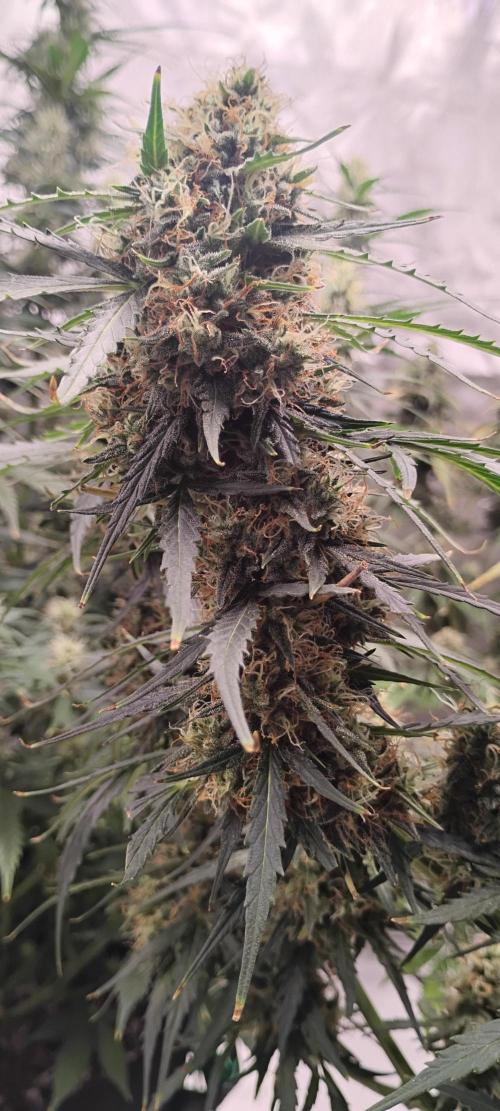 Mystery Seed 2. Week 9