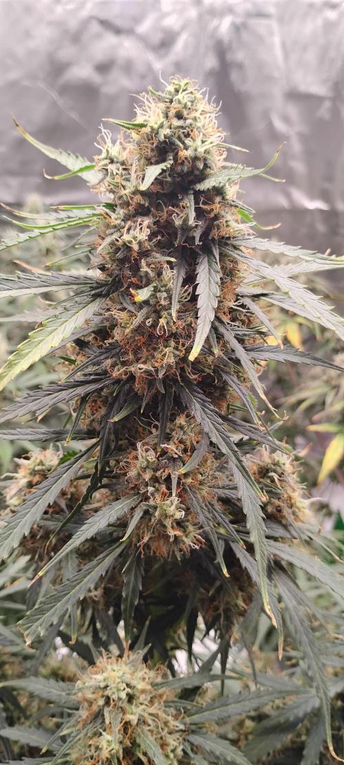 Mystery Seed 2. Week 9