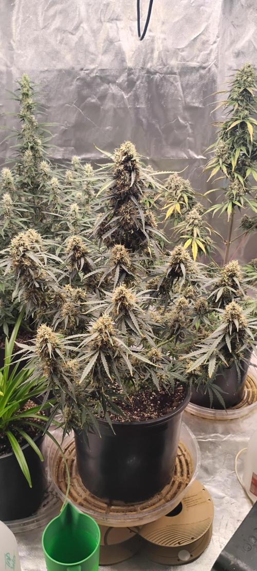 Mystery Seed 2. Week 9