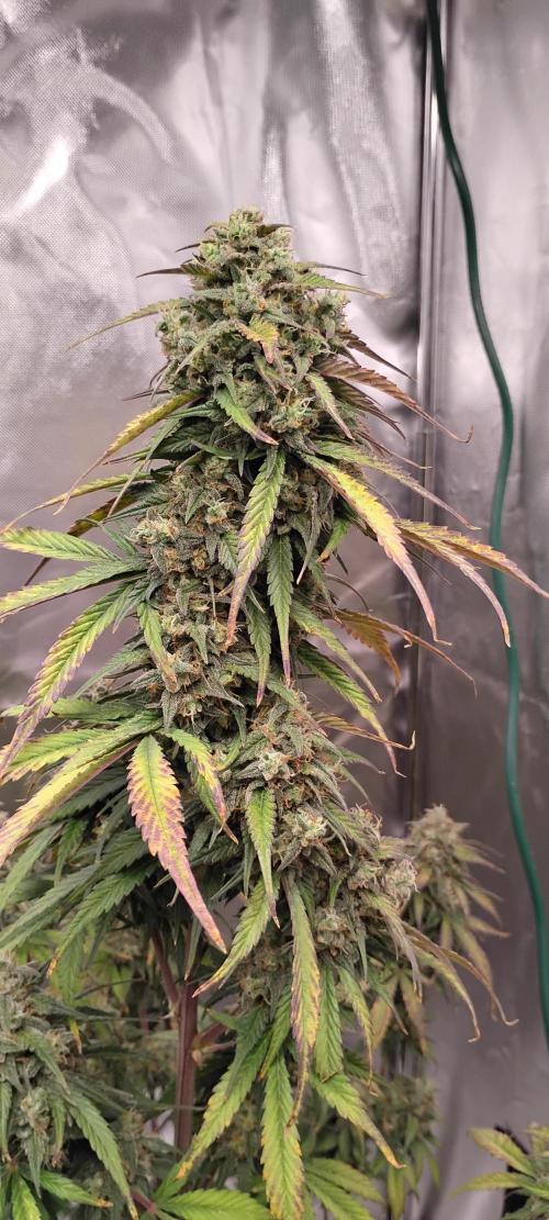 Strawberry Gorilla. Week 9 - Day 67