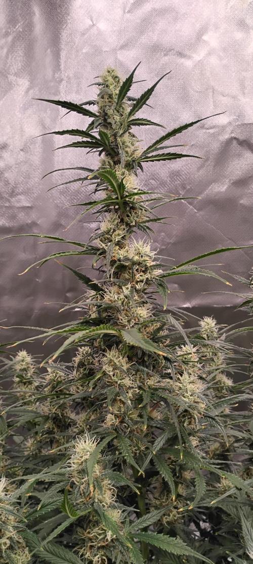 Mystery Seed 1. Week 9 - Day 67