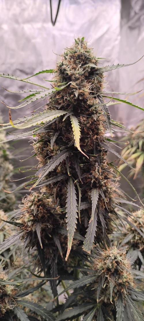 Mystery Seed 2. Week 9 - Day 67