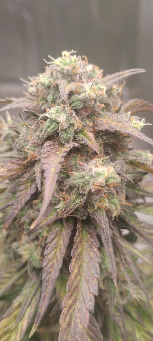 Strawberry Gorilla. Week 10