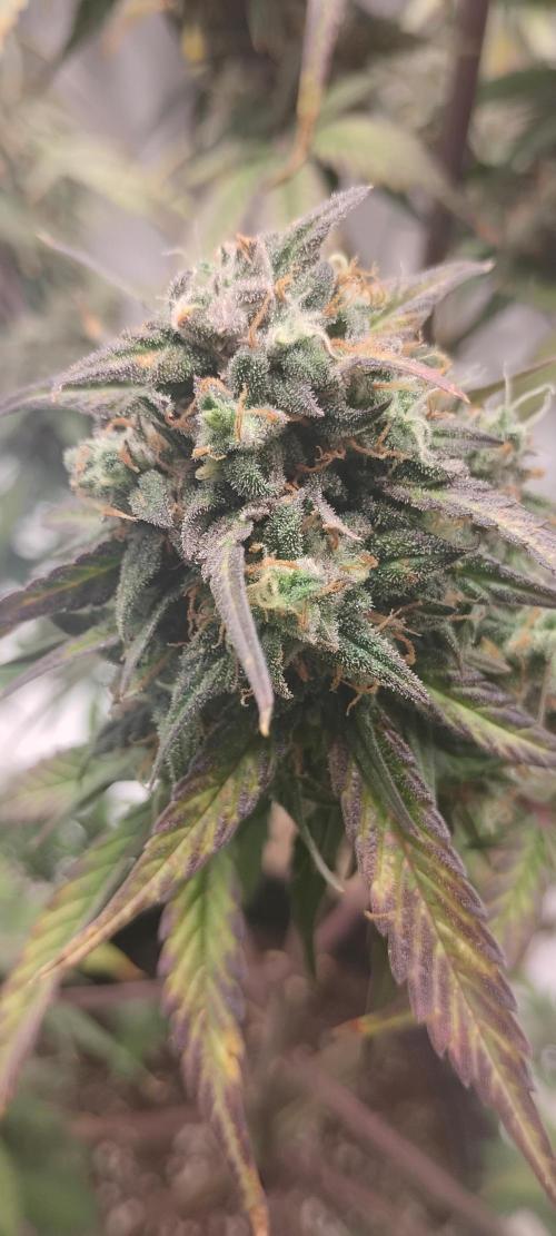 Strawberry Gorilla. Week 10