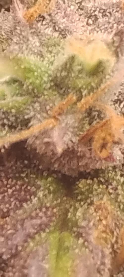 Strawberry Gorilla. Week 10