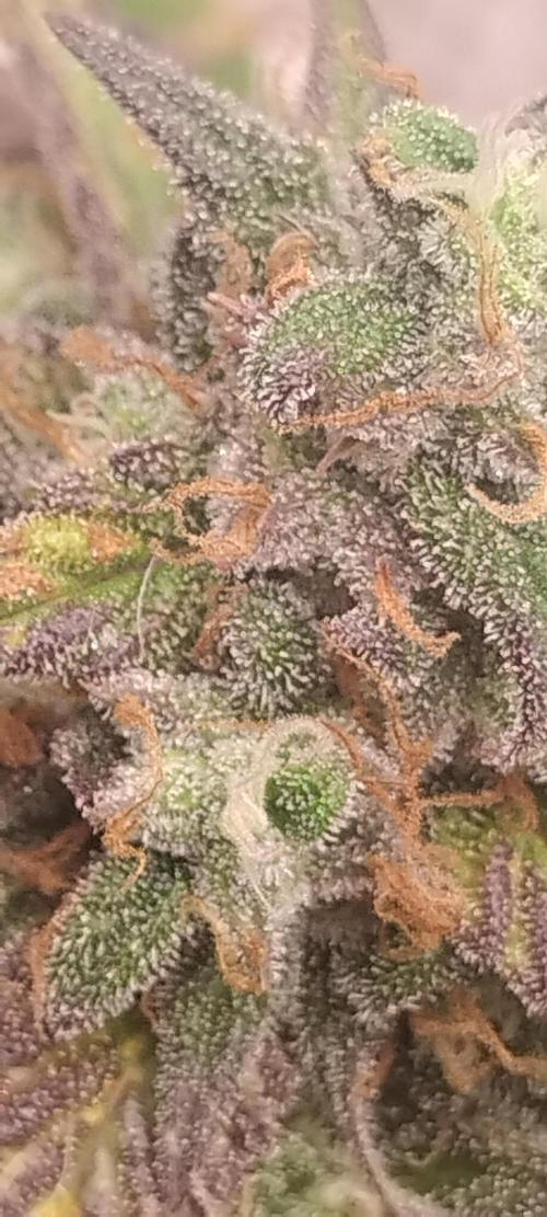 Strawberry Gorilla. Week 10