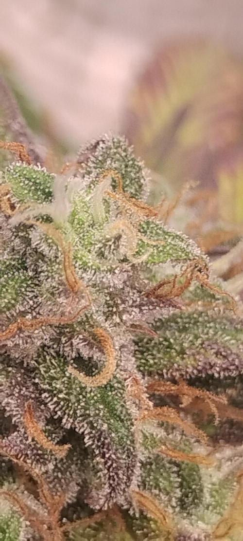 Strawberry Gorilla. Week 10