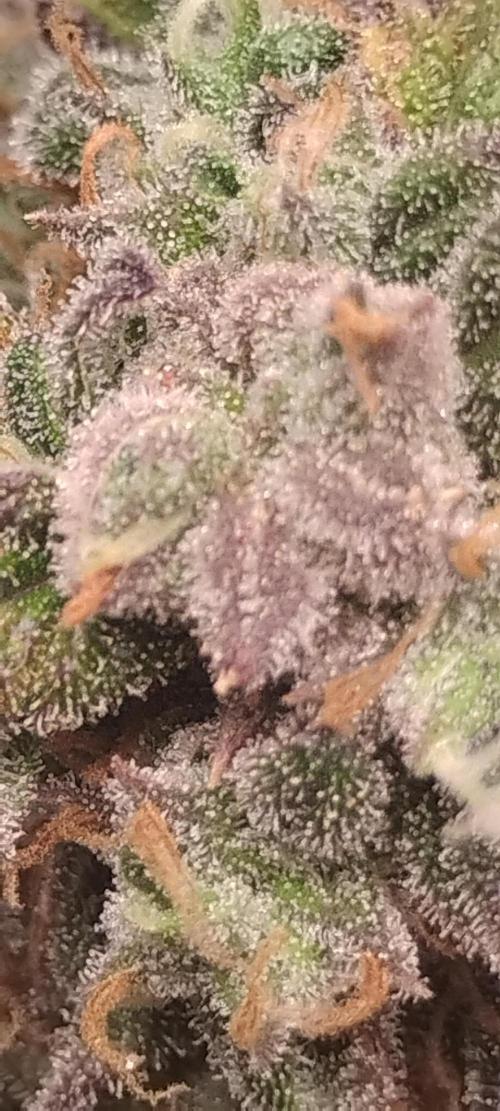 Strawberry Gorilla. Week 10