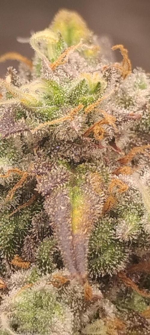 Strawberry Gorilla. Week 10