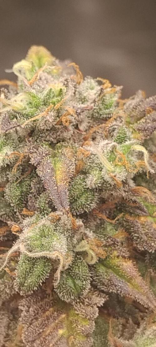 Strawberry Gorilla. Week 10