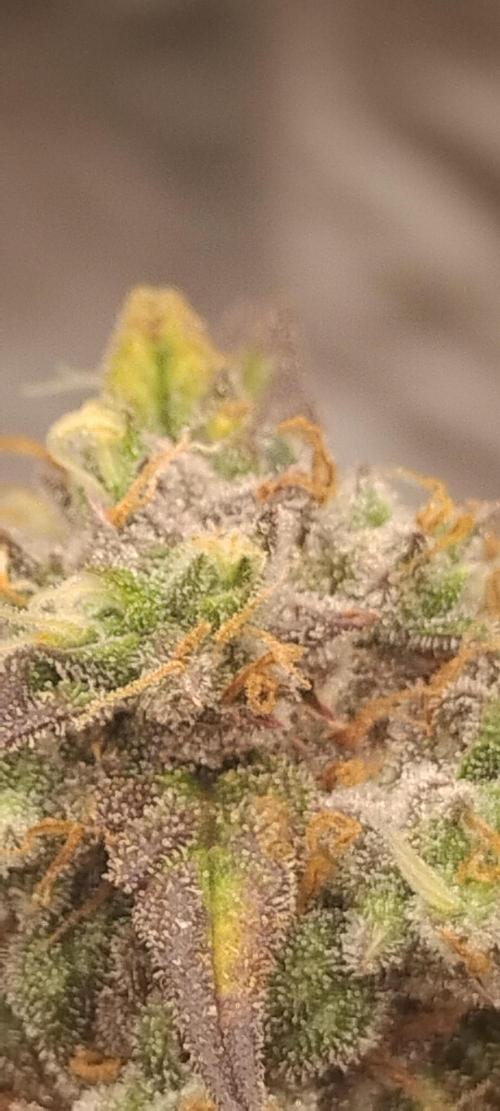 Strawberry Gorilla. Week 10