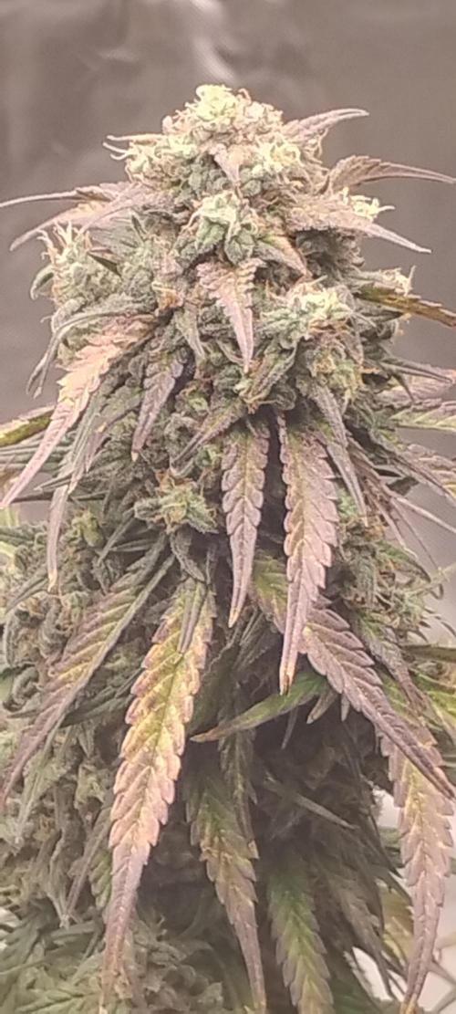 Strawberry Gorilla. Week 10