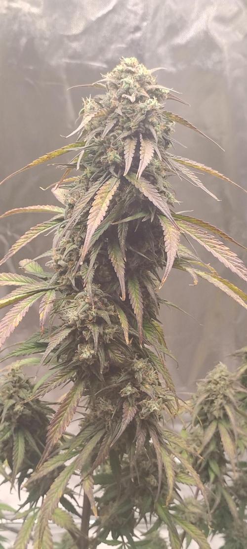 Strawberry Gorilla. Week 10