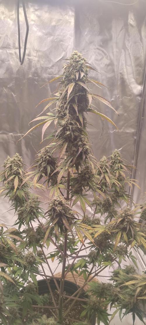 Strawberry Gorilla. Week 10