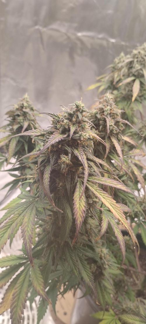 Strawberry Gorilla. Week 10