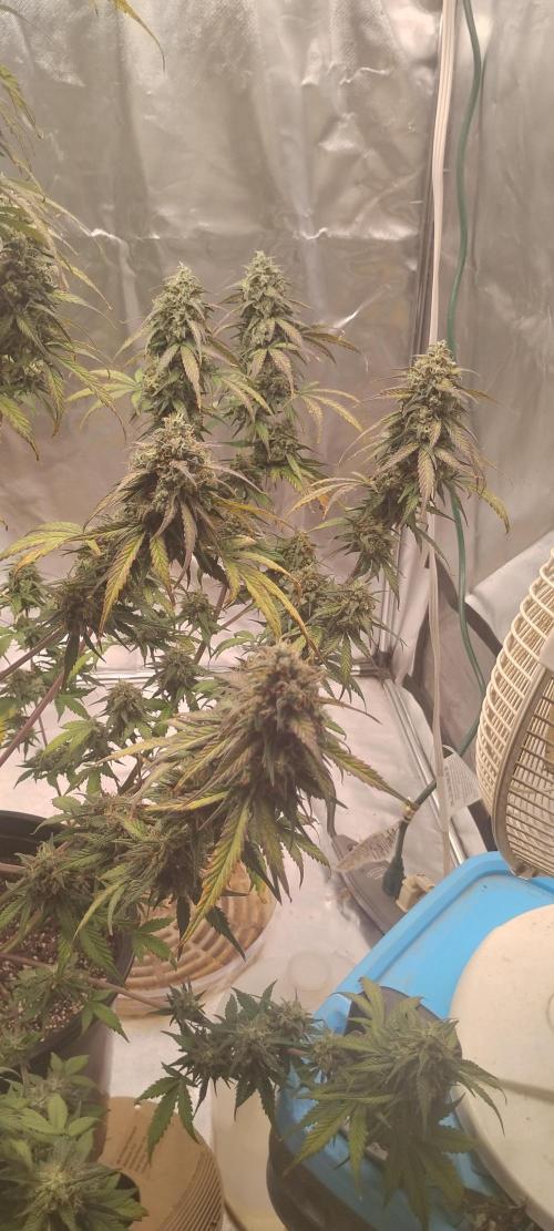 Strawberry Gorilla. Week 10