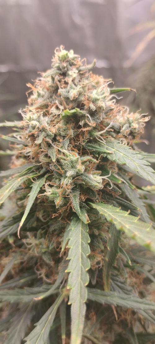 Mystery Seed 2. Week 10