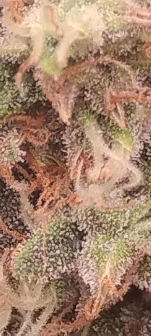 Mystery Seed 2. Week 10