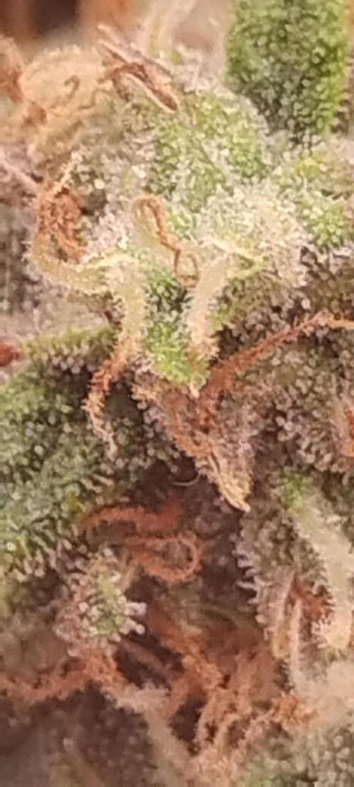 Mystery Seed 2. Week 10