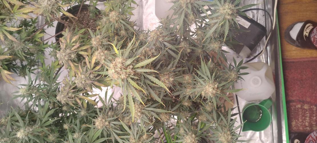 Mystery Seed 2. Week 10