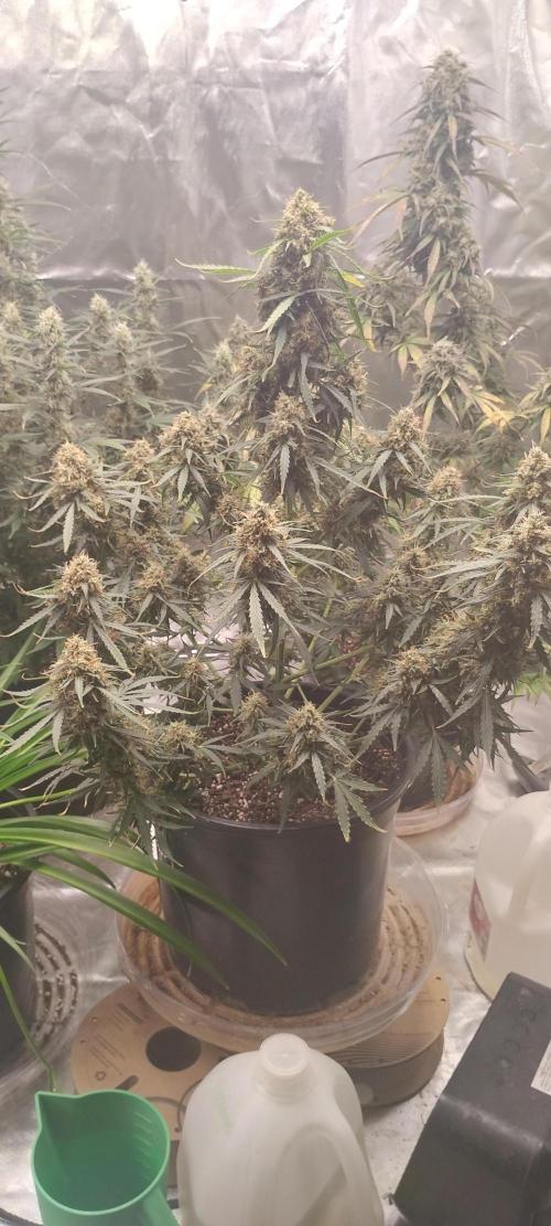 Mystery Seed 2. Week 10