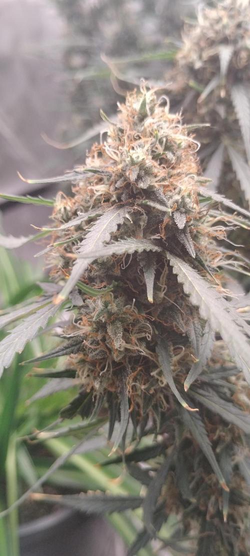 Mystery Seed 2. Week 10