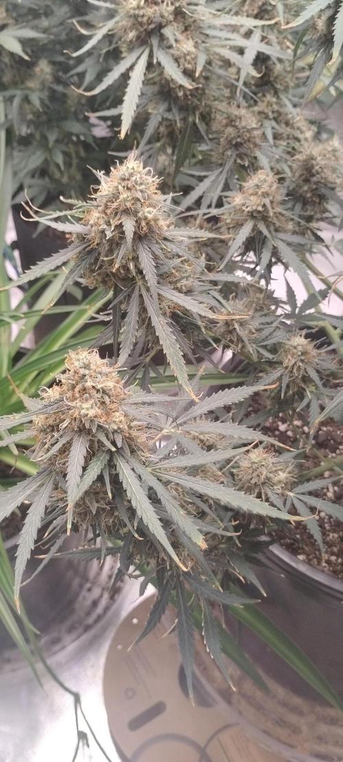 Mystery Seed 2. Week 10