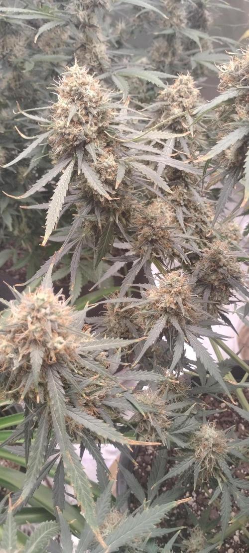 Mystery Seed 2. Week 10