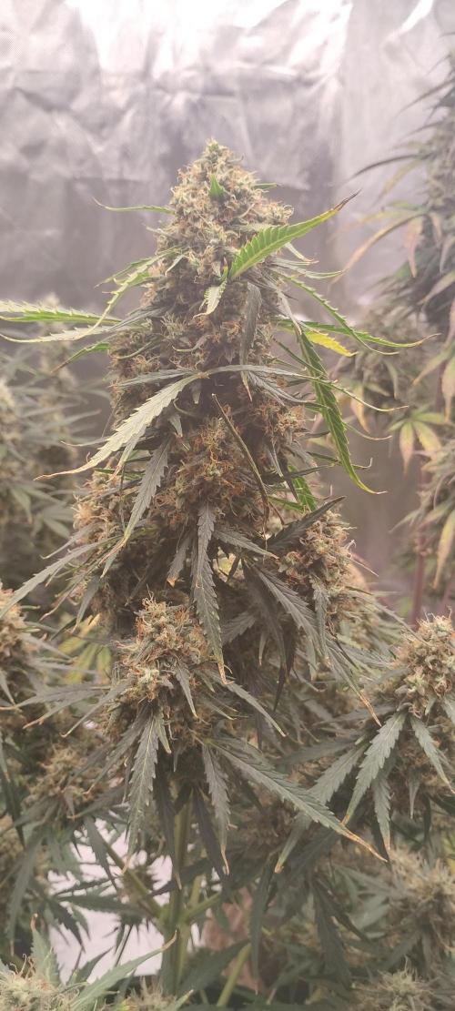 Mystery Seed 2. Week 10