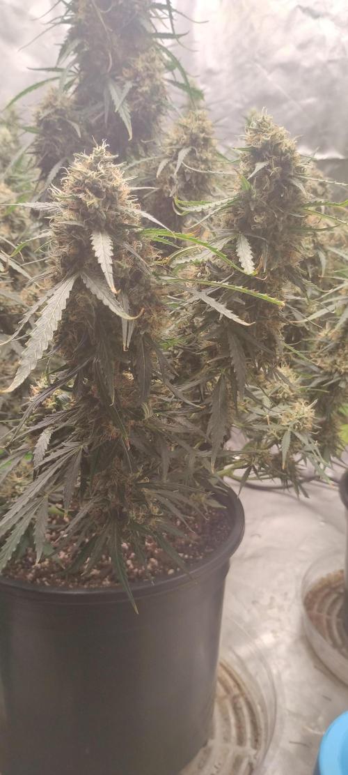 Mystery Seed 2. Week 10