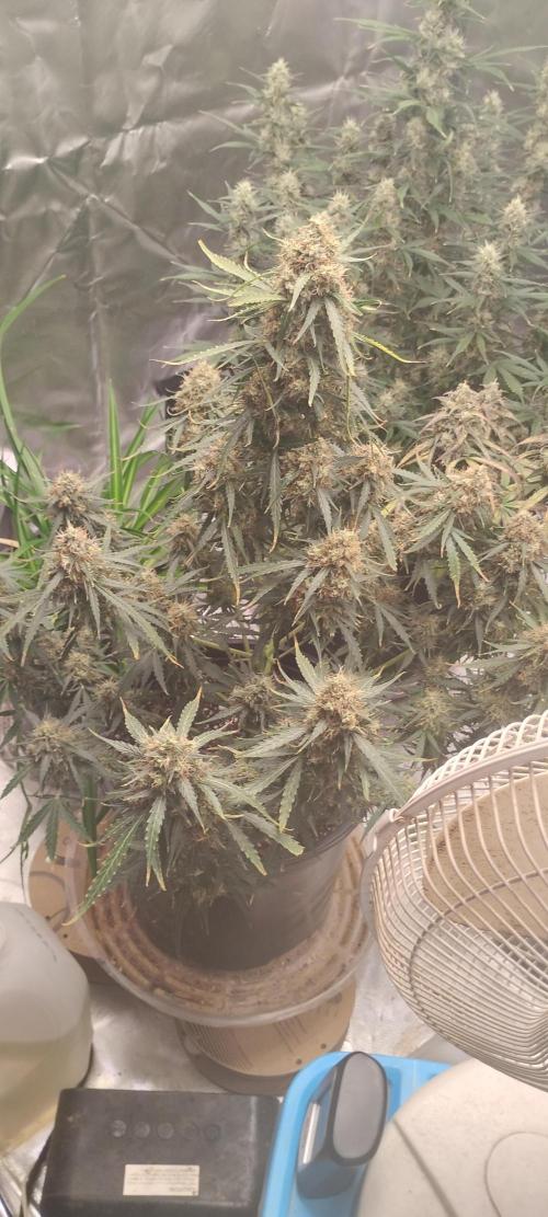 Mystery Seed 2. Week 10