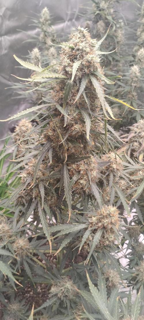 Mystery Seed 2. Week 10