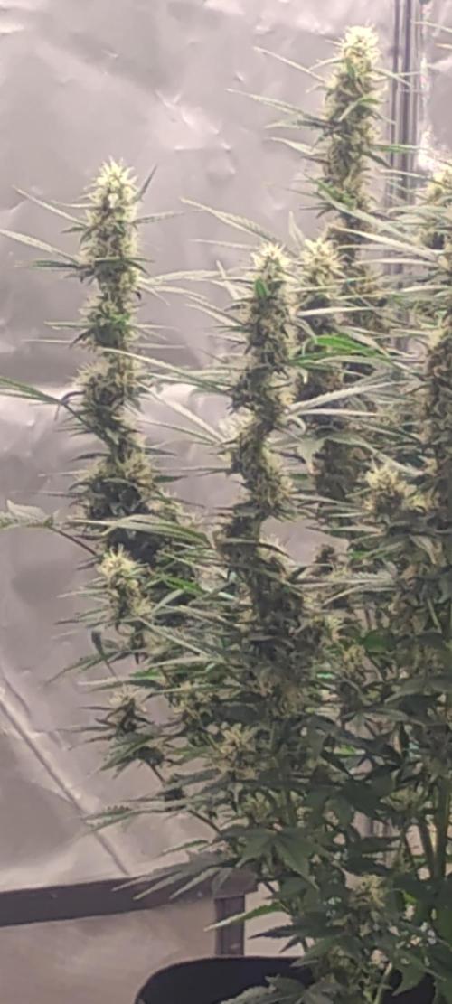 Mystery Seed 1. Week 10