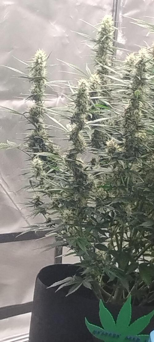 Mystery Seed 1. Week 10