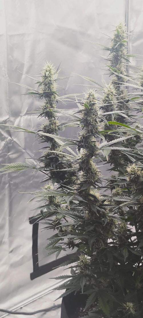 Mystery Seed 1. Week 10