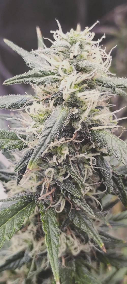 Mystery Seed 1. Week 10