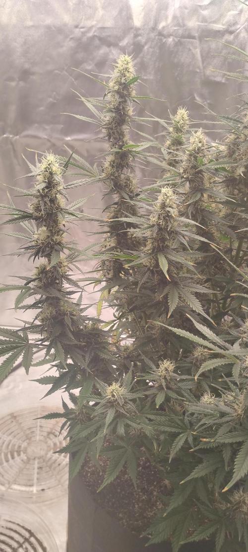 Mystery Seed 1. Week 10