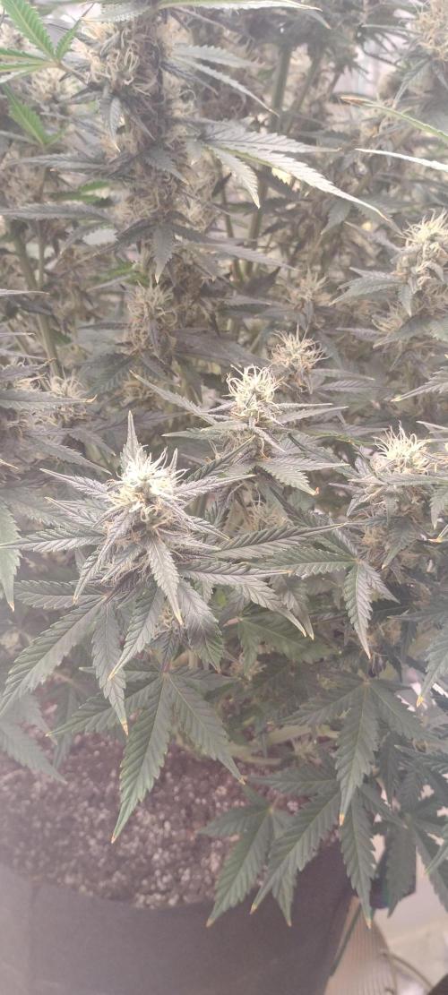 Mystery Seed 1. Week 10