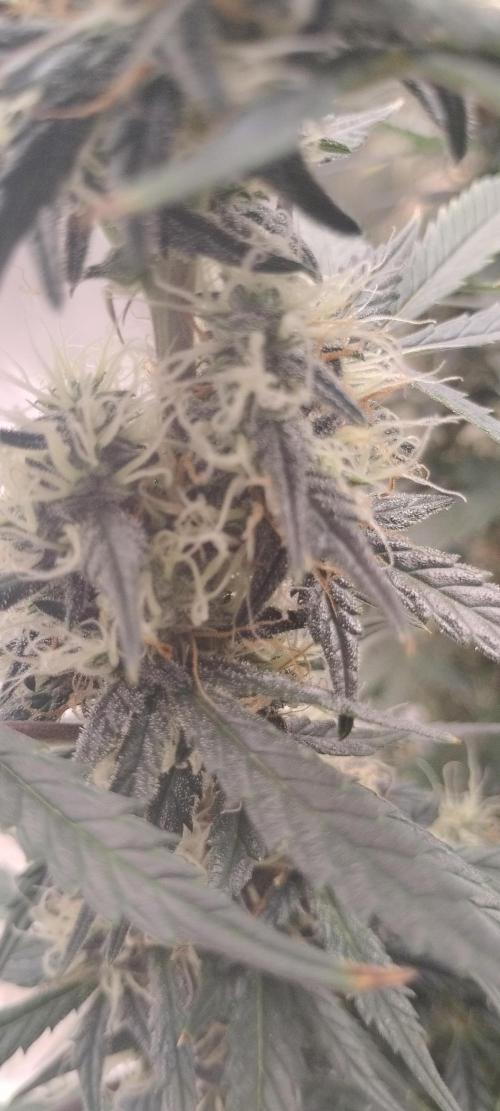 Mystery Seed 1. Week 10