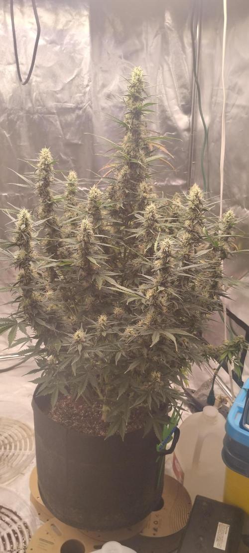 Mystery Seed 1. Week 10