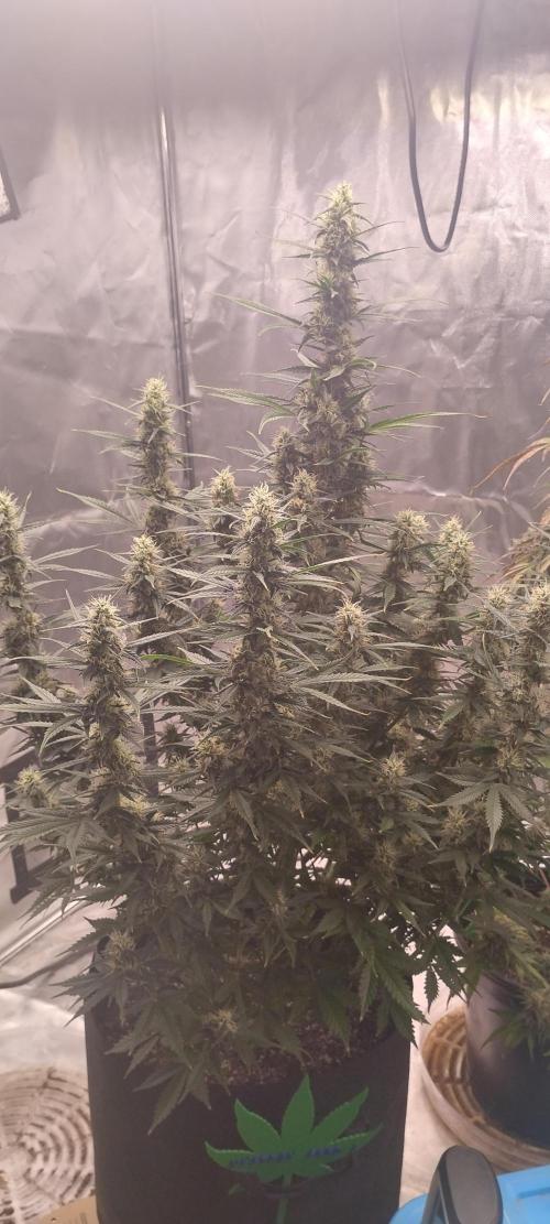 Mystery Seed 1. Week 10