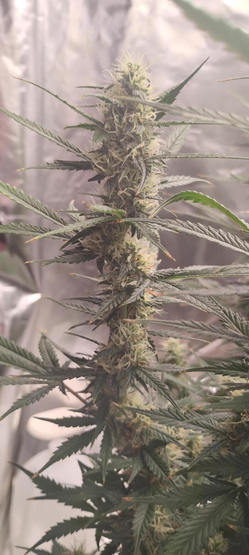 Mystery Seed 1. Week 10