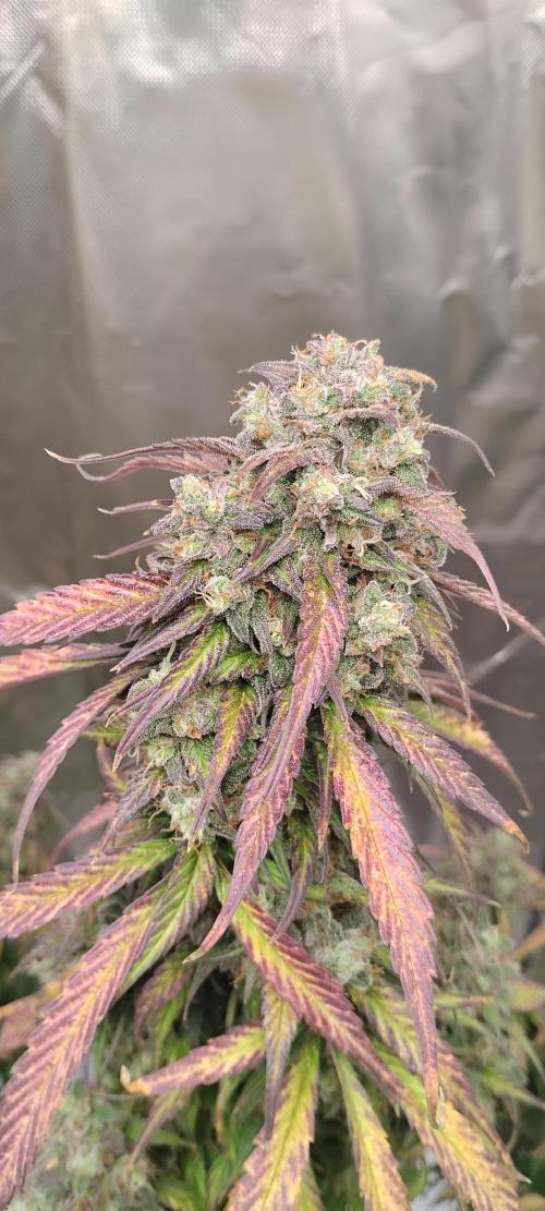 Strawberry Gorilla. Week 10